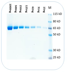Biologix BlinkBlue™ Protein Stain Buffer